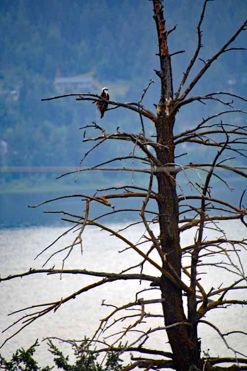 eagle in tree